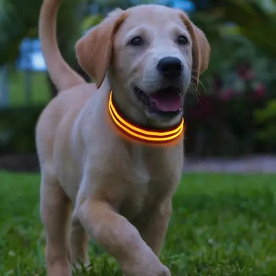 Collar de seguridad para perros con luz LED nocturna