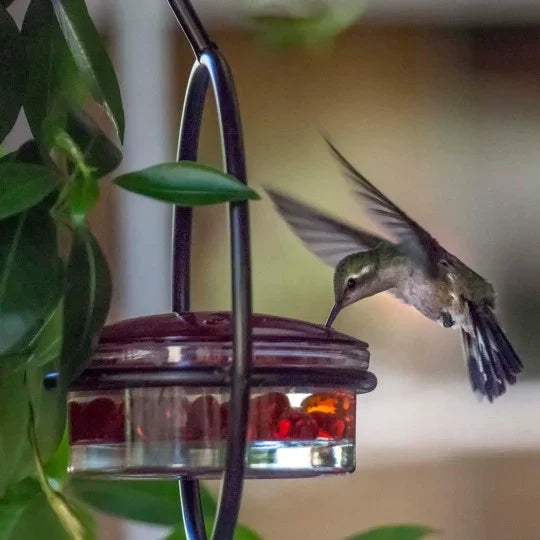 Comedero atrae colibríes y disfruta la magia🌈