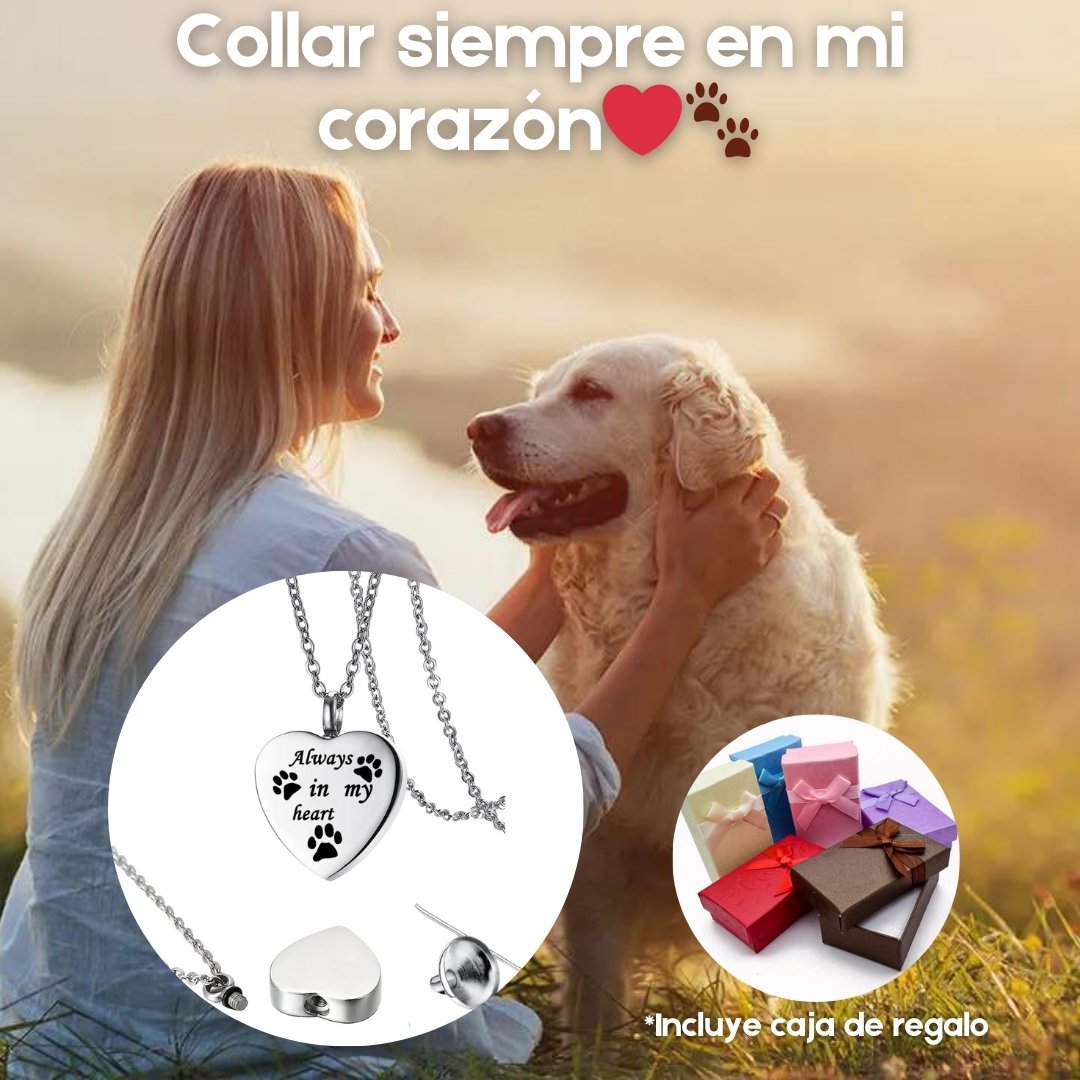 COLLAR SIEMPRE EN MI CORAZÓN🐾 EMBUDO+CAJA DE REGALO GRATIS