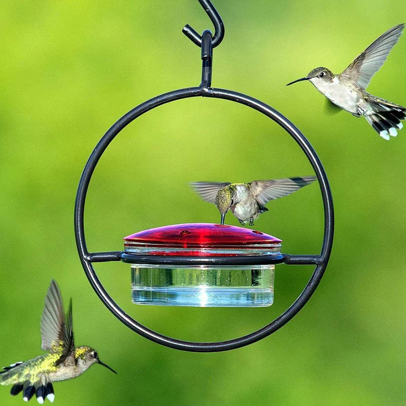 Comedero atrae colibríes y disfruta la magia🌈