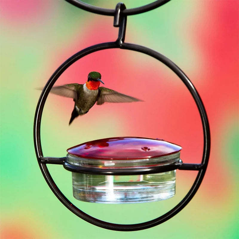 Comedero atrae colibríes y disfruta la magia🌈