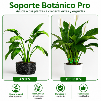 Estacas de Soporte Botánico Pro | Pack de 4 Guías para Tallos☘️🌱