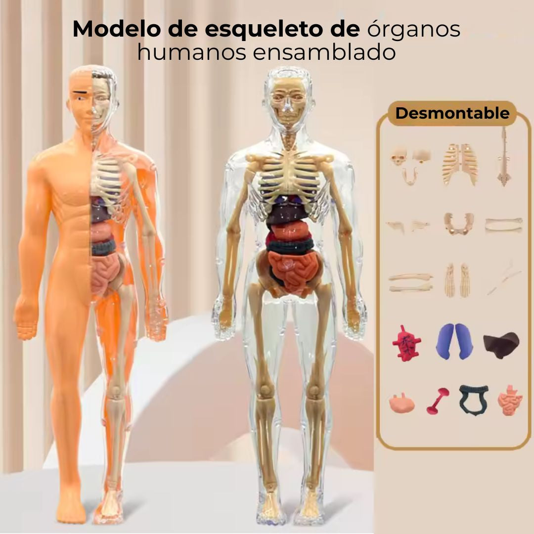AnatomyMaster 3D™: MODELO DE APRENDIZAJE DE ANATOMÍA HUMANA⭐