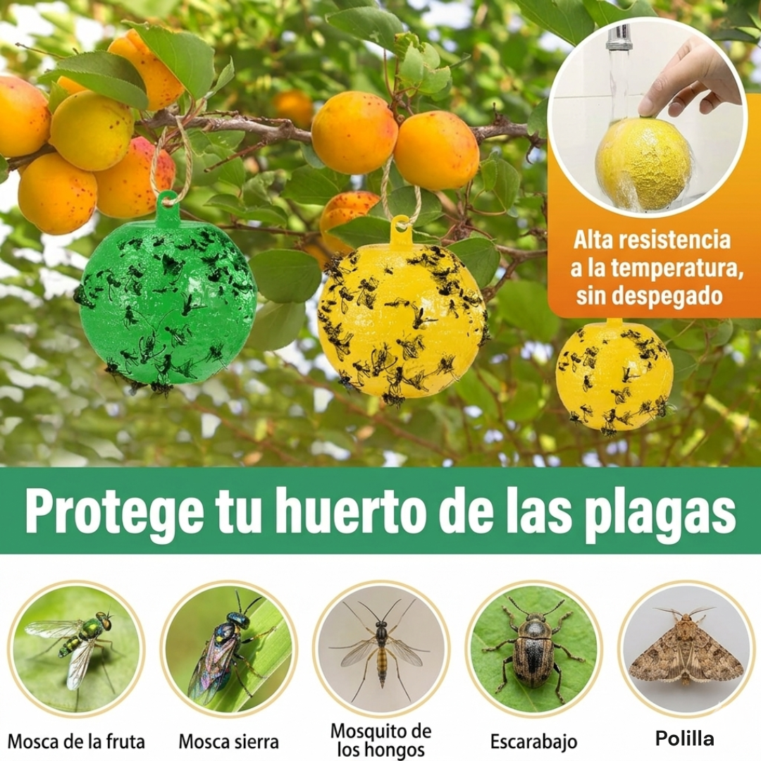 Bolas de Cebo para Moscas: Sistema de Trampa para Huertos y Tierras de Cultivo🪰🦟